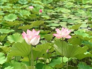 Yase619手机的全面评测（探索Yase619手机的性能和功能，为您提供完整的购买参考）