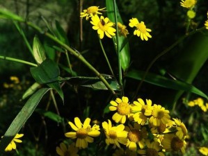 金立S8拍照能力全面解析（卓越画质与多样摄影功能的完美结合，金立S8打造你的专业摄影工具）