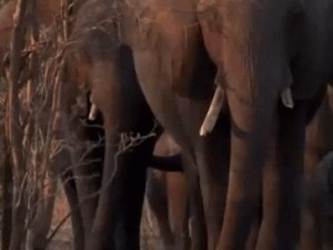 动物灭绝的可怕后果（当地球失去了动物的声音——灭绝之殇）