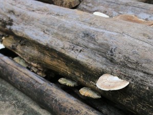 蘑菇如何判断是否已经烂掉？（烂蘑菇的特征及鉴别方法）