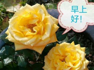 华晶手机，一款值得期待的新品（华晶手机）
