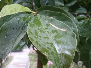 索尼Z1像素表现如何？（探究索尼Z1相机的像素性能与影响因素）