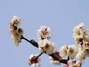松下14-42的性能和特点（一款卓越的相机镜头）