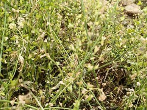 米菜手机性能评测报告（探索米菜手机的卓越性能优势及用户体验）
