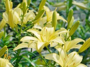win2香草味玉米,味道的秘密