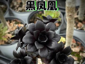 凤凰之美（一只美丽凤凰的蜕变与传承）