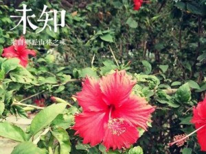 Vivoy29l拍照能力全面升级，呈现更清晰细腻的画面（Vivoy29l，手机摄影新时代的开启者）