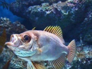 鱼喝了920水会怎么样？（深入探究鱼类饮水量的影响因素及其对生存环境的适应性）