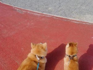 柴犬与秋田犬（柴犬和秋田犬的外貌、性格、体型等方面的差异比较）