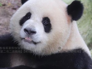 伯爵P6手机评测（了解伯爵P6手机的性能和功能，为你的智能生活带来便利）